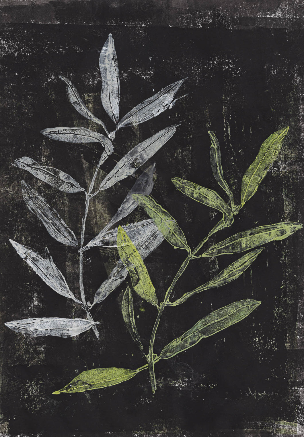 Olive leaves