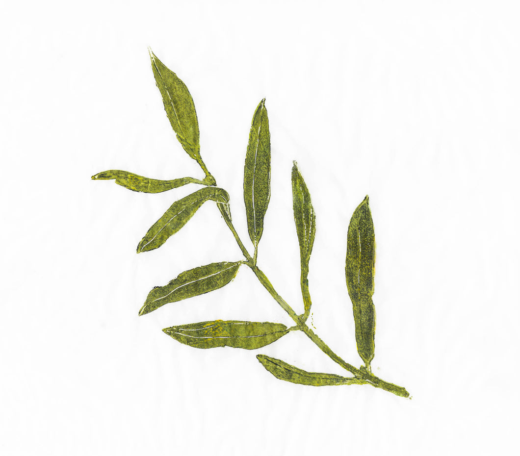 Ólífugrein / Olive Branch